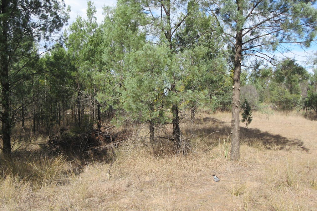 Tara, QLD, 4421 - Image 13