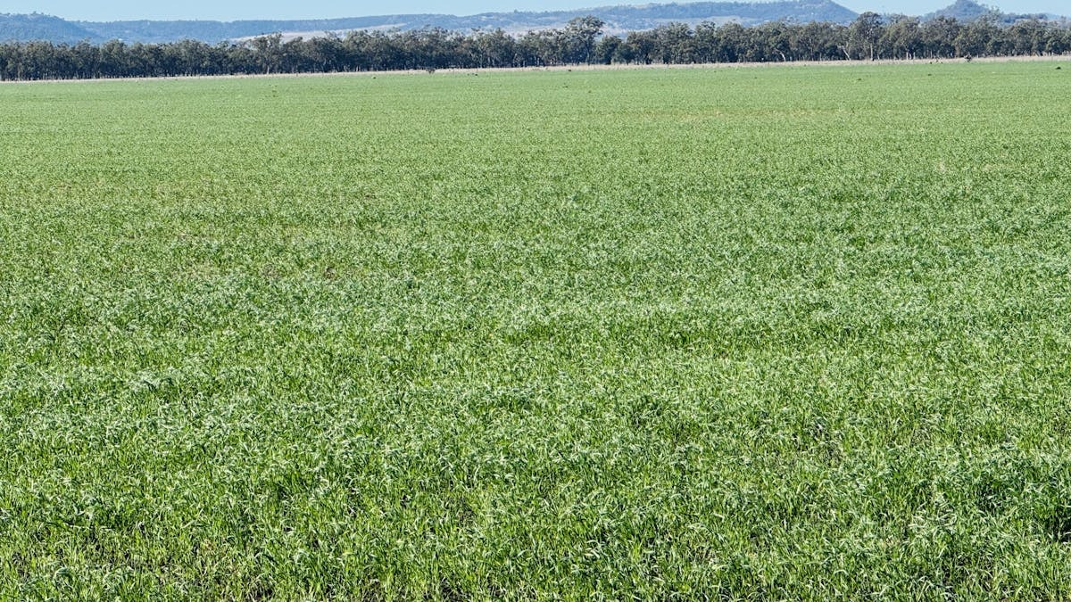 Lot 95 Bacons Road, Kelvinhaugh, QLD, 4401 - Image 7