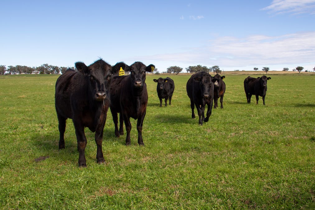 2034 Oxley Highway, Tamworth, NSW, 2340 - Image 31