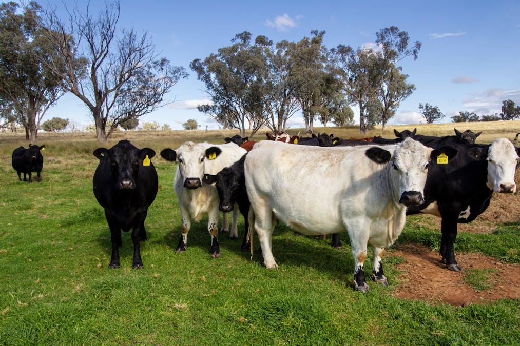 2034 Oxley Highway, Tamworth, NSW, 2340 - Image 7