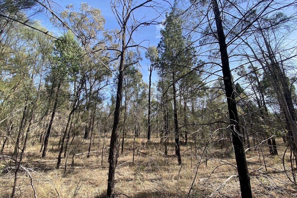 Tara, QLD, 4421 - Image 13