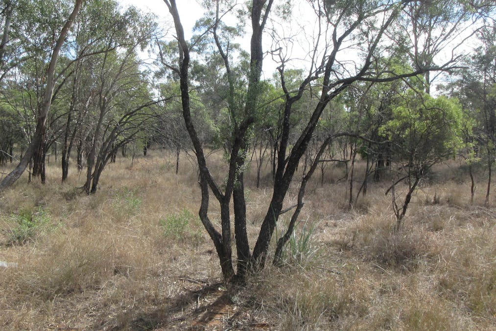 Tara, QLD, 4421 - Image 8