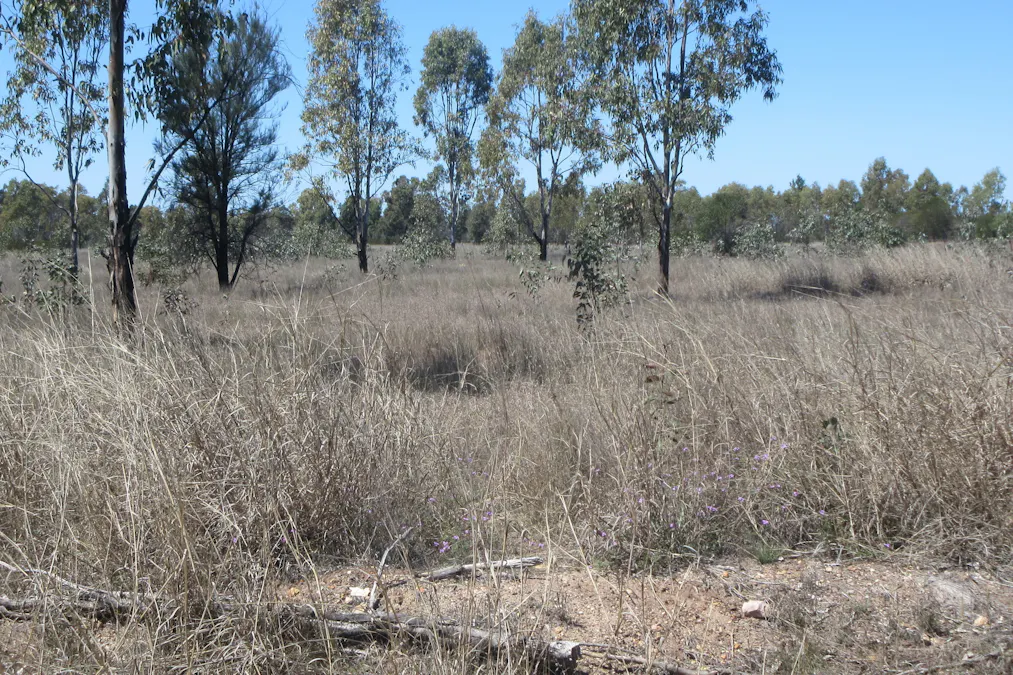 Lot/115 Kofoeds Road, Tara, QLD, 4421 - Image 3