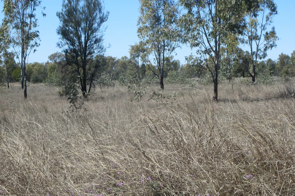 Lot/115 Kofoeds Road, Tara, QLD, 4421 - Image 5