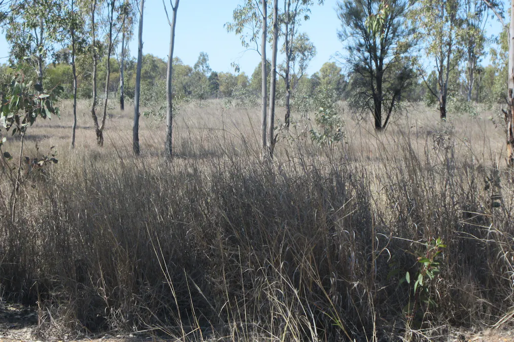 Lot/115 Kofoeds Road, Tara, QLD, 4421 - Image 6