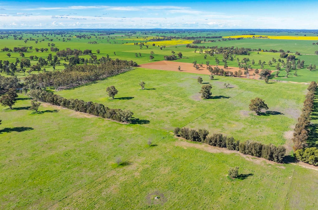 290 Savernake Road, Mulwala, NSW, 2647 - Image 34