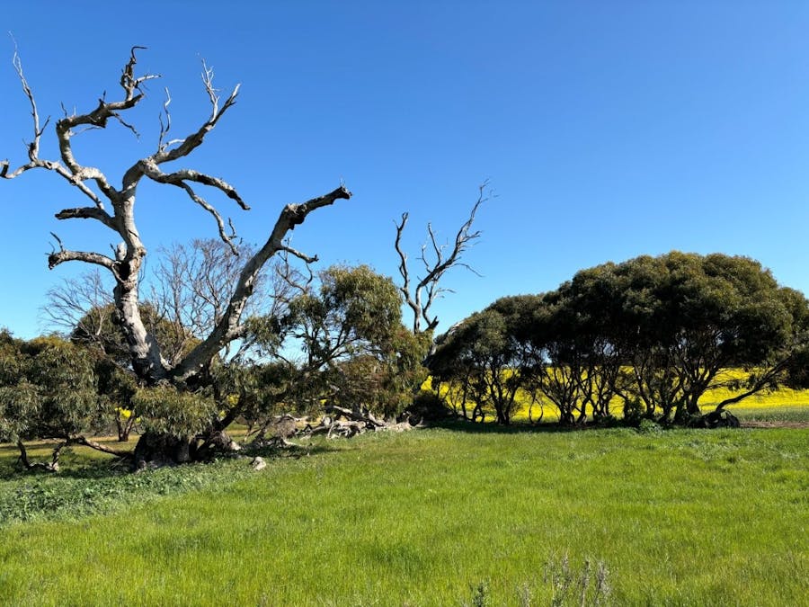 Lot 5 McAvaney Lane, Whites Flat, SA, 5607 - Image 30