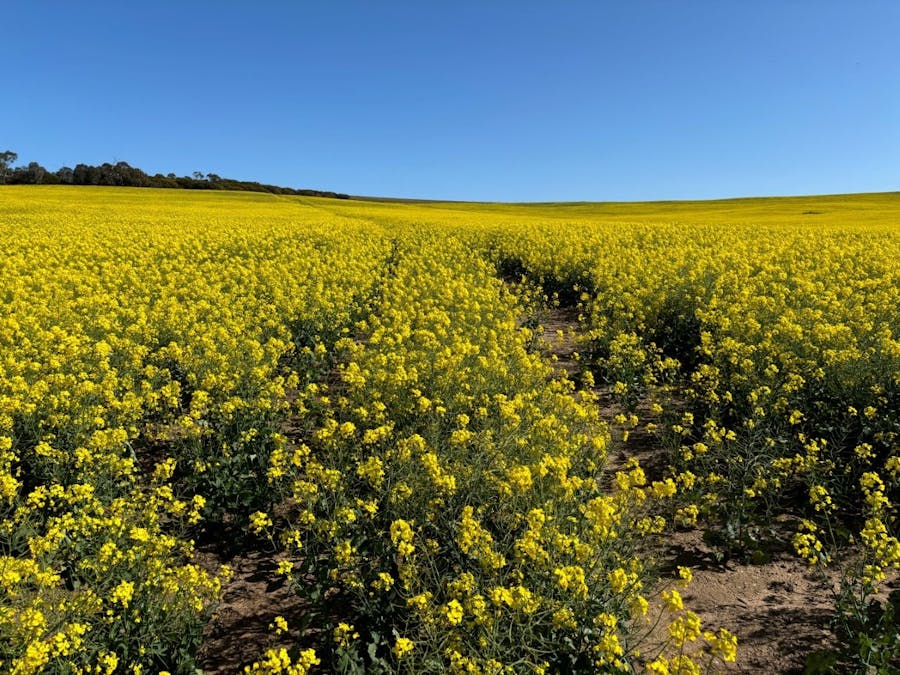 Lot 5 McAvaney Lane, Whites Flat, SA, 5607 - Image 34