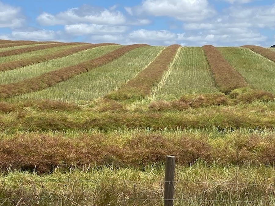 Lot 5 McAvaney Lane, Whites Flat, SA, 5607 - Image 16