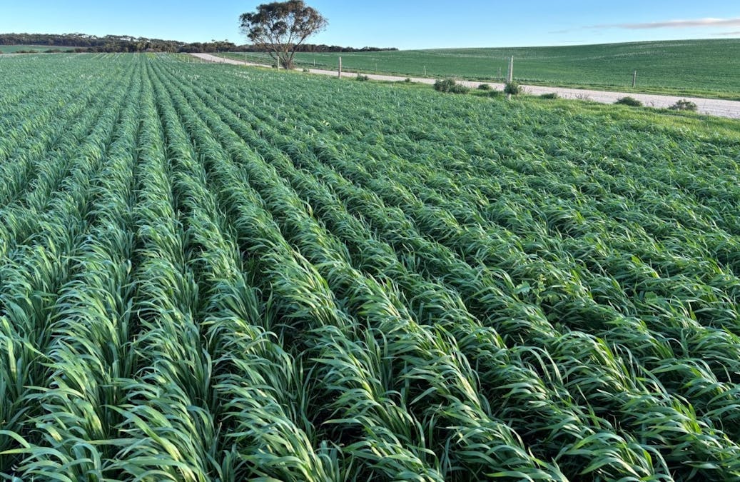 Lot 5 McAvaney Lane, Whites Flat, SA, 5607 - Image 2