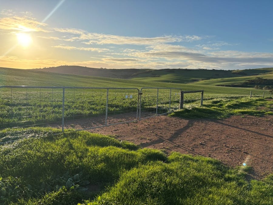 Lot 5 McAvaney Lane, Whites Flat, SA, 5607 - Image 5