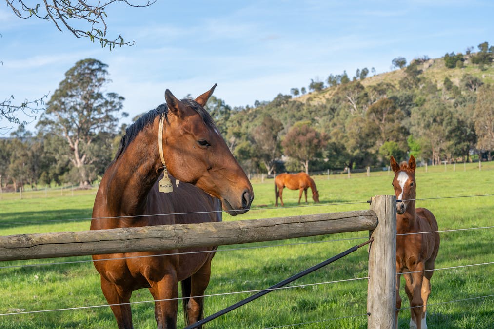 304 Sheans Creek Road, Sheans Creek, VIC, 3666 - Image 13