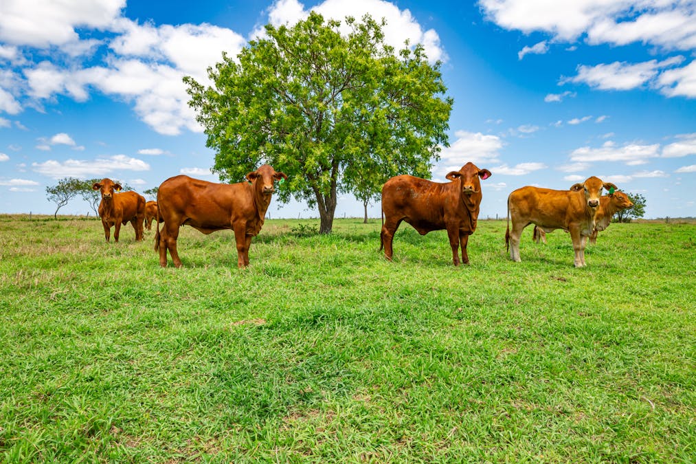 209 Hill End Road, South Kolan, QLD, 4670 - Image 15