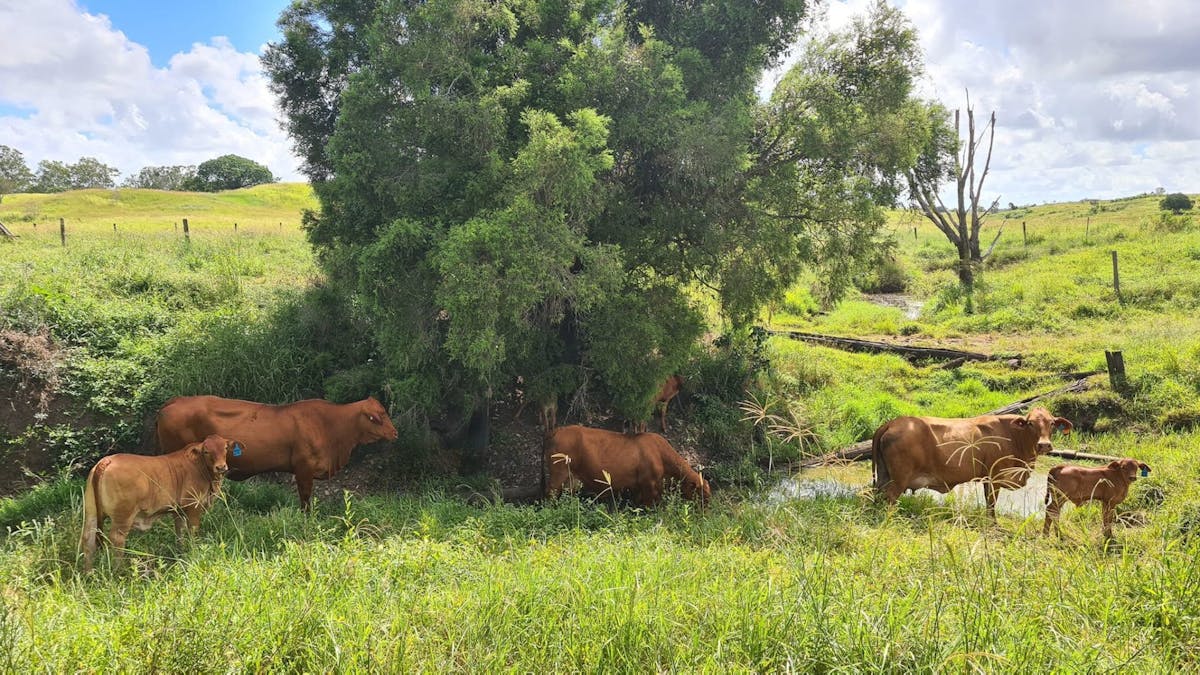 209 Hill End Road, South Kolan, QLD, 4670 - Image 17