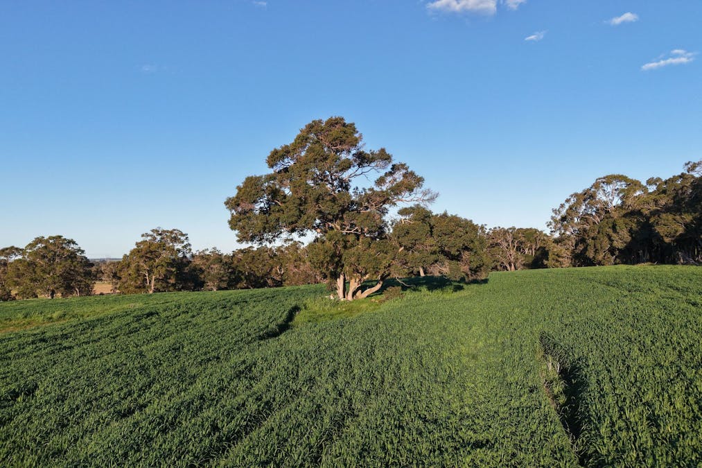 491 Knight Road, Porongurup, WA, 6324 - Image 13