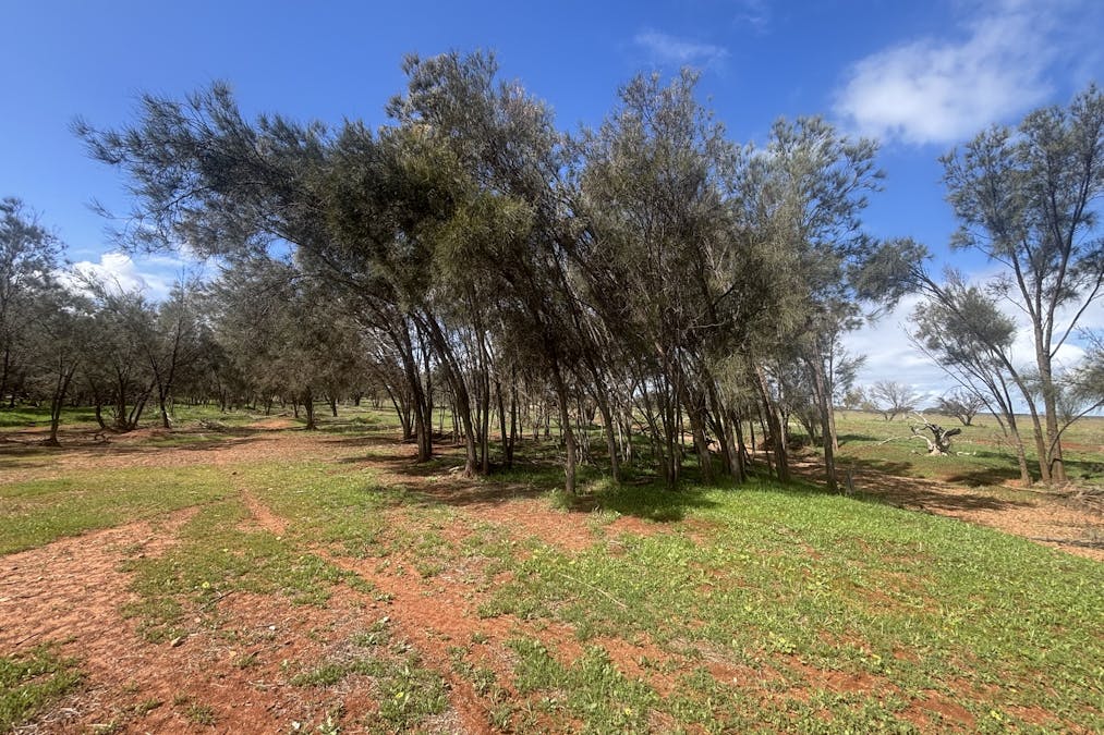 768 Nangerwalla Road, Nunierra, WA, 6630 - Image 3