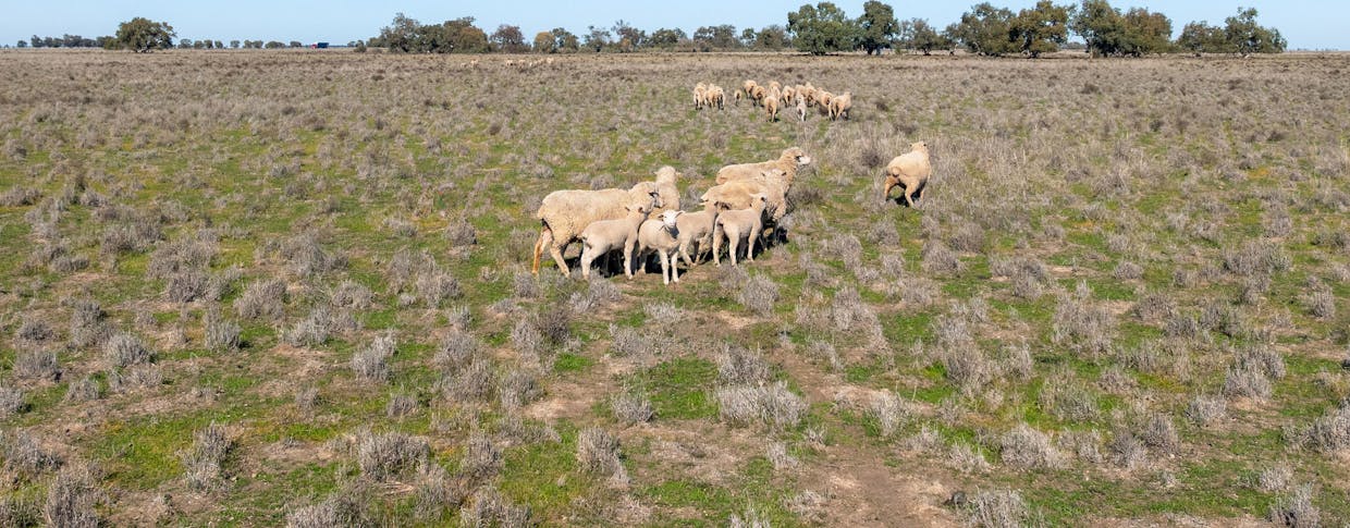 Newell Highway, Jerilderie, NSW, 2716 - Image 29