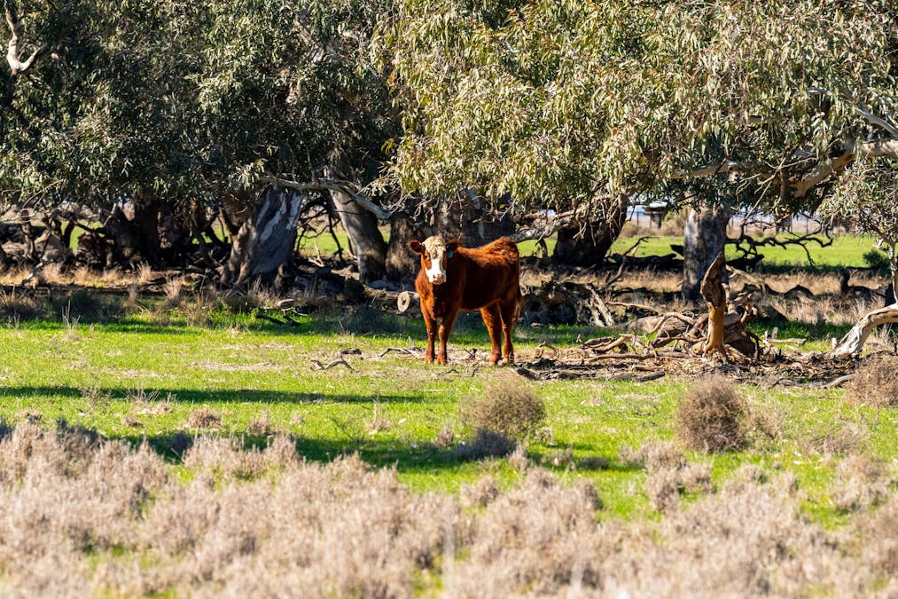 Newell Highway, Jerilderie, NSW, 2716 - Image 31