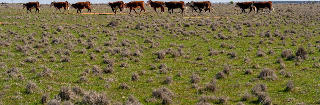 Newell Highway, Jerilderie, NSW, 2716 - Image 32