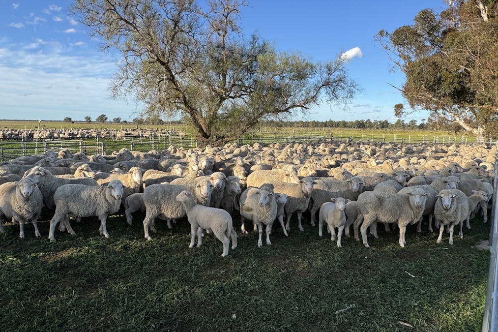 Newell Highway, Jerilderie, NSW, 2716 - Image 14