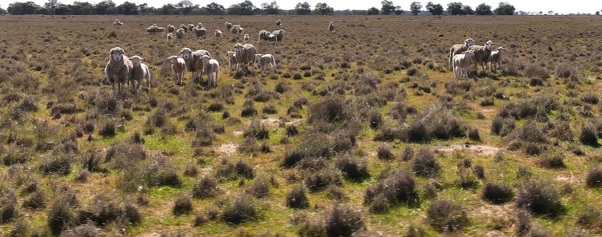 Newell Highway, Jerilderie, NSW, 2716 - Image 28