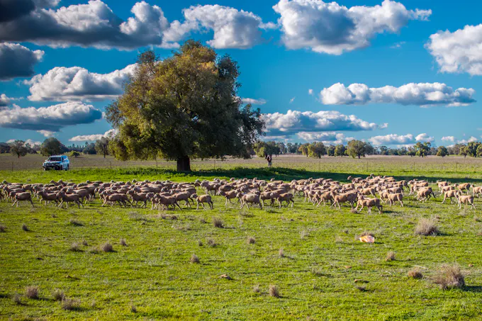 Ashford Heath 47 Adios Lane, Bogan Gate, NSW, 2876 - Image 1