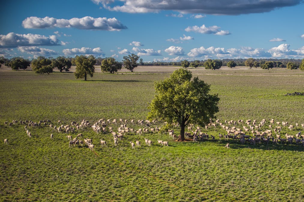 Ashford Heath 47 Adios Lane, Bogan Gate, NSW, 2876 - Image 11