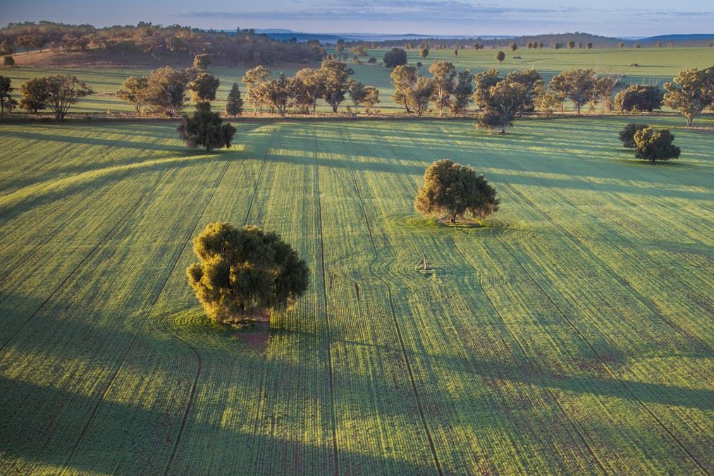 Ashford Heath 47 Adios Lane, Bogan Gate, NSW, 2876 - Image 32