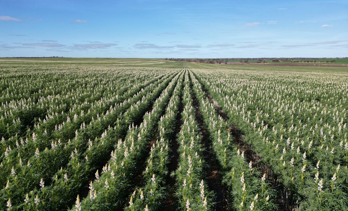 Schoddes Road, Sea Lake, VIC, 3533 - Image 2