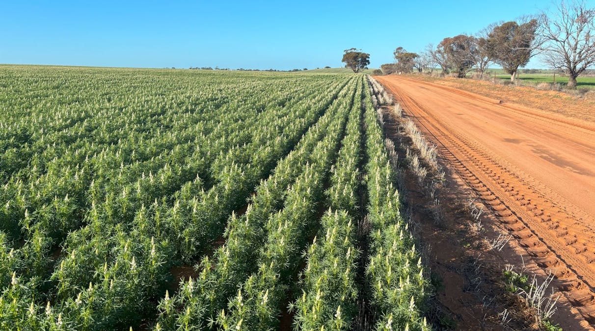 Schoddes Road, Sea Lake, VIC, 3533 - Image 4