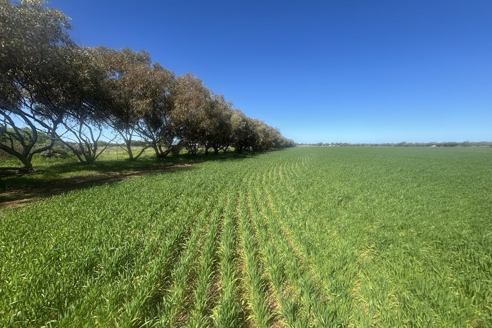 Lot 1152 Narngulu , Narngulu, WA, 6532 - Image 4
