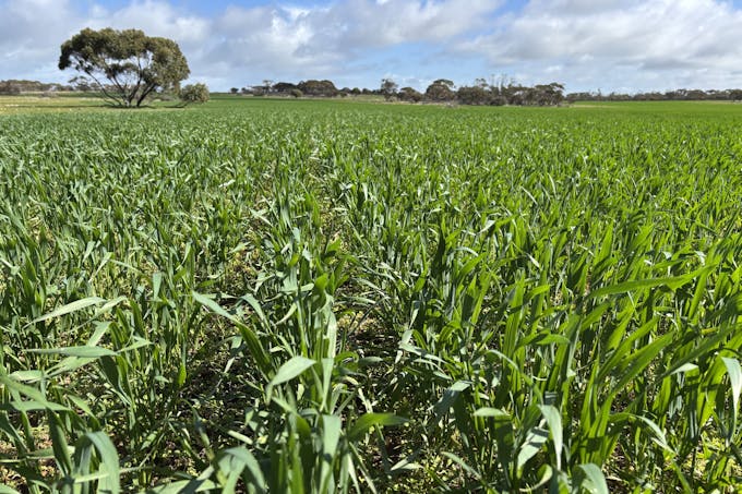 Lot 4 Poochera-Port Kenny Road, Chandada, SA, 5680 - Image 1