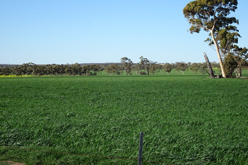 1103 Bullaring - Gorge Rock Road, Bullaring, WA, 6373 - Image 4