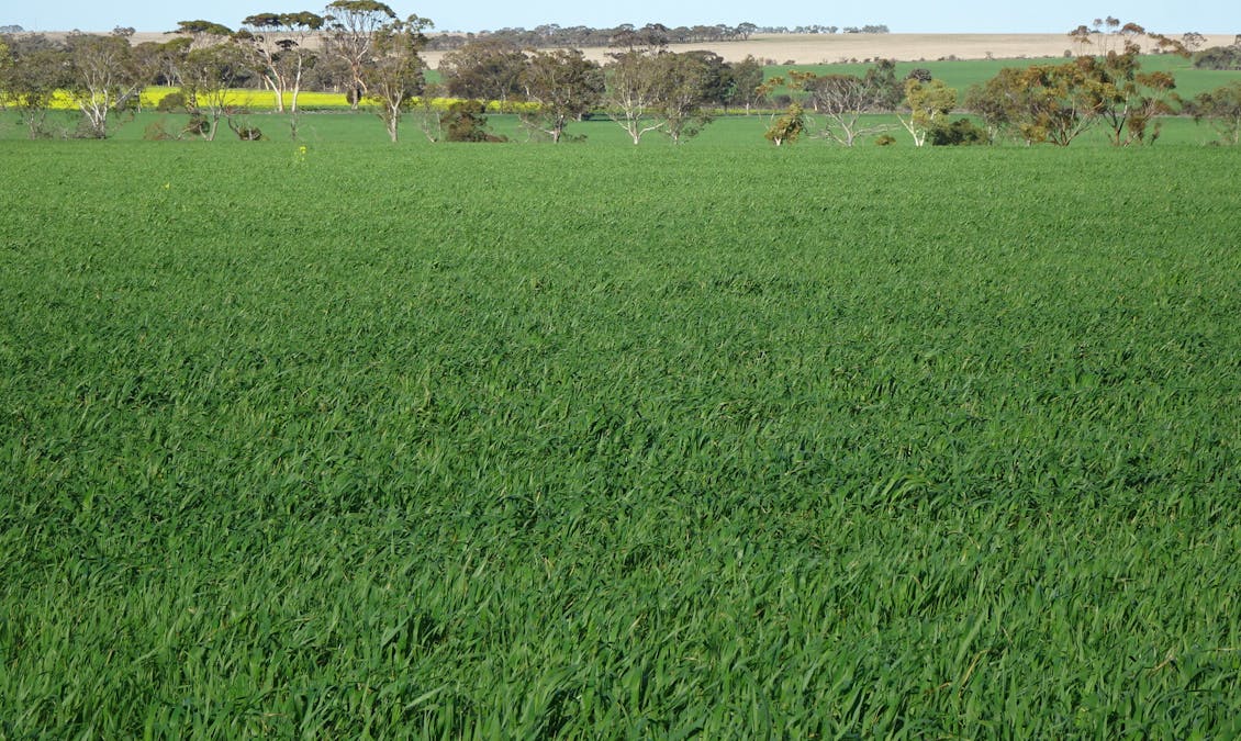 1103 Bullaring - Gorge Rock Road, Bullaring, WA, 6373 - Image 6