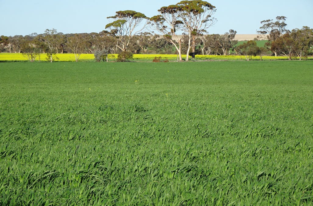 1103 Bullaring - Gorge Rock Road, Bullaring, WA, 6373 - Image 2