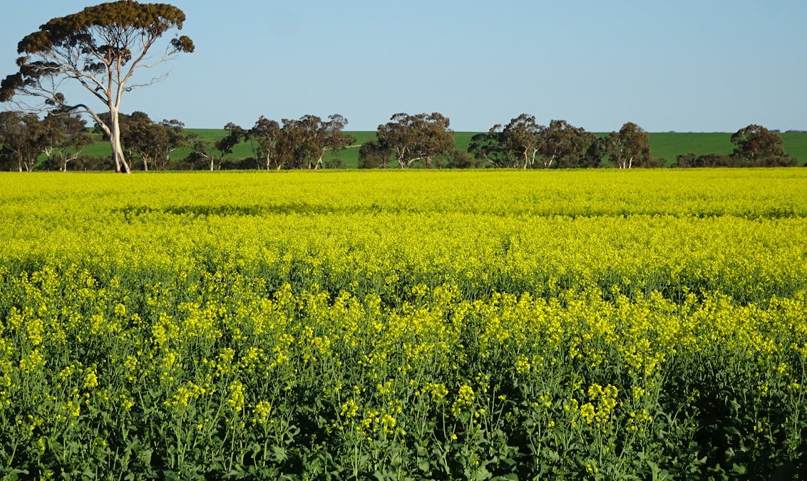 1103 Bullaring - Gorge Rock Road, Bullaring, WA, 6373 - Image 1