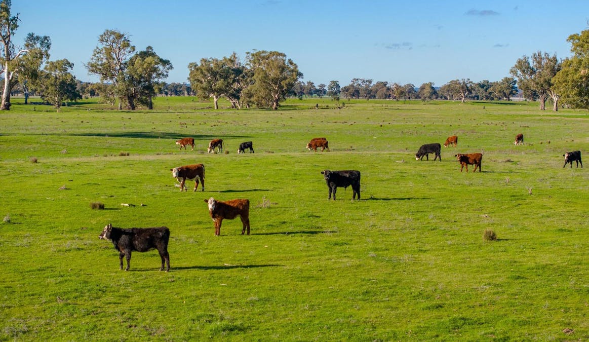 2021 Old Narrandera Road, Wagga Wagga, NSW, 2650 - Image 10