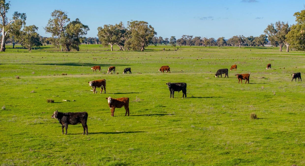 2021 Old Narrandera Road, Wagga Wagga, NSW, 2650 - Image 10