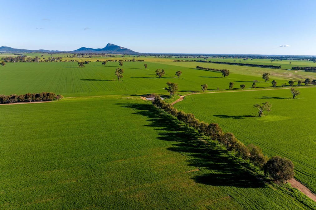 621 The Rock-Collingullie Road, The Rock, NSW, 2655 - Image 12