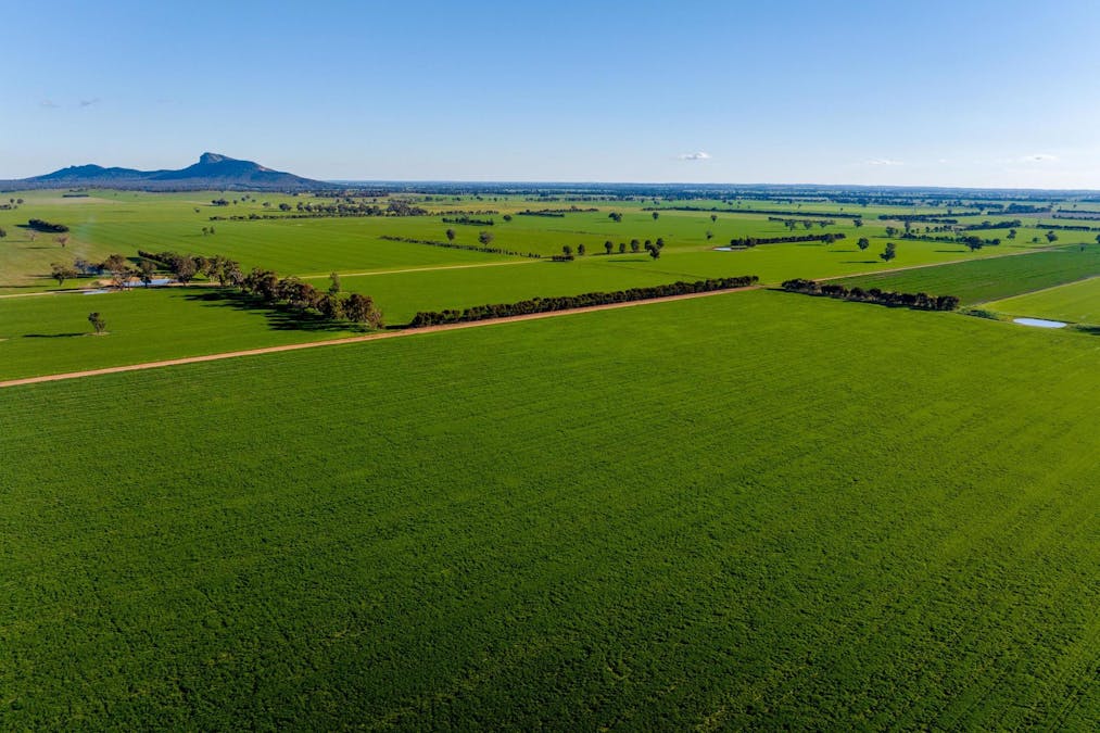 621 The Rock-Collingullie Road, The Rock, NSW, 2655 - Image 14