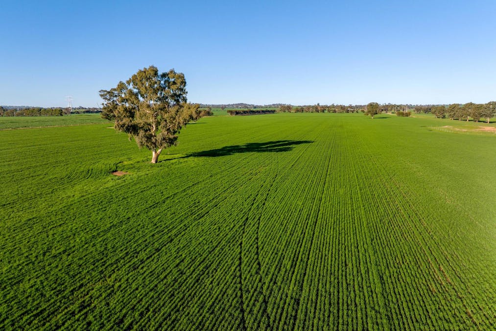 621 The Rock-Collingullie Road, The Rock, NSW, 2655 - Image 15