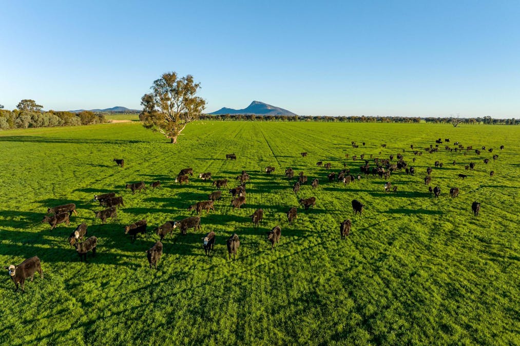 621 The Rock-Collingullie Road, The Rock, NSW, 2655 - Image 19