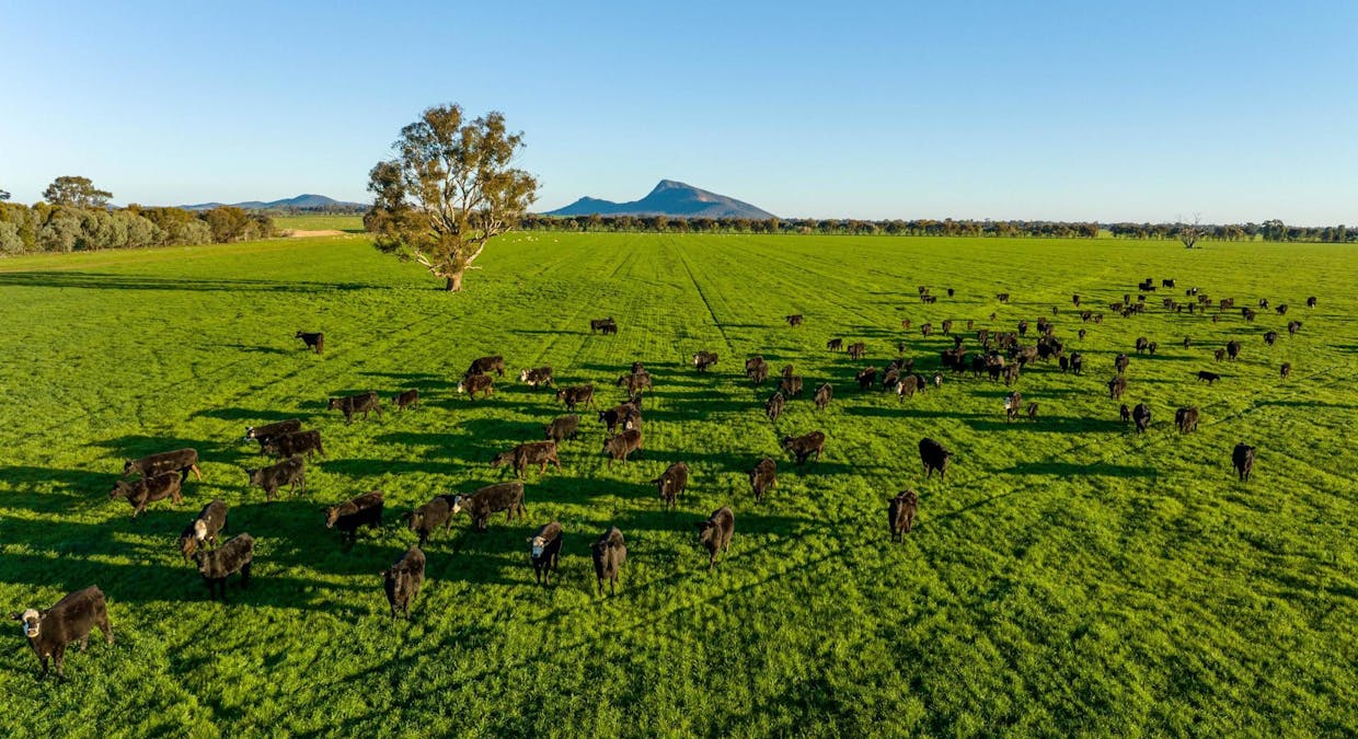 621 The Rock-Collingullie Road, The Rock, NSW, 2655 - Image 19