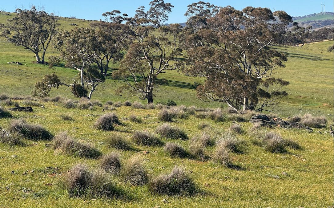 235e/Appila-Tarcowie Road, Tarcowie, SA, 5431 - Image 6