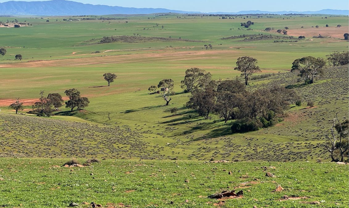 235e/Appila-Tarcowie Road, Tarcowie, SA, 5431 - Image 22