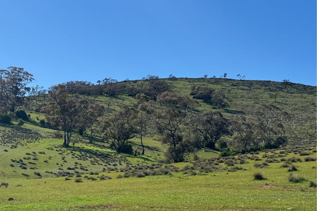 235e/Appila-Tarcowie Road, Tarcowie, SA, 5431 - Image 9