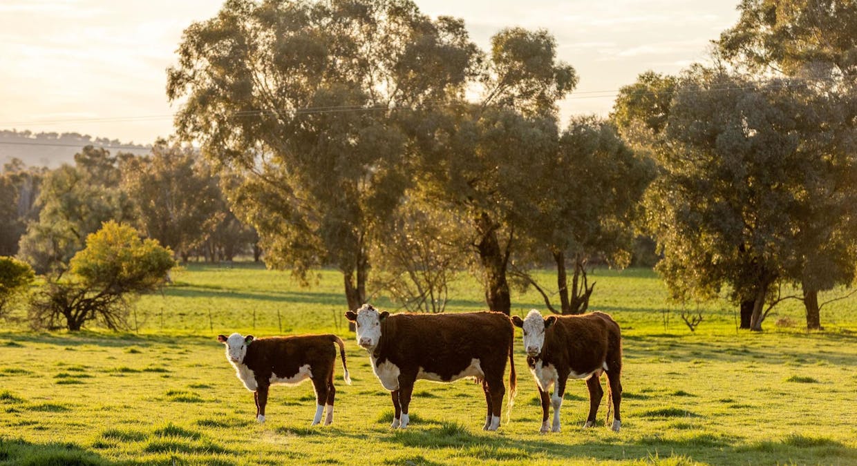 8232 Tumbarumba Road, Wagga Wagga, NSW, 2650 - Image 3