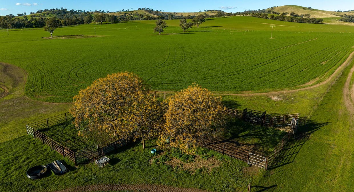 8232 Tumbarumba Road, Wagga Wagga, NSW, 2650 - Image 6