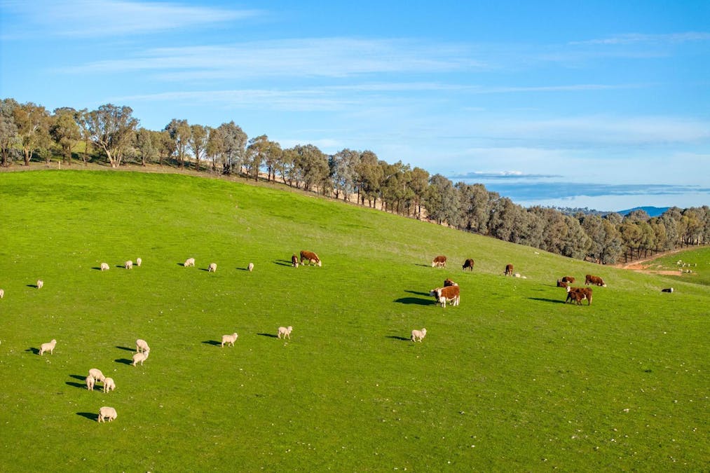 8232 Tumbarumba Road, Wagga Wagga, NSW, 2650 - Image 20