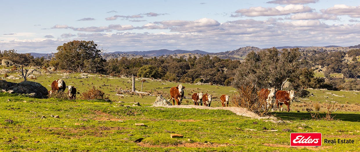 Reids Flat Road, Reids Flat, NSW, 2586 - Image 28